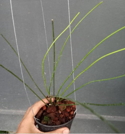 Hoya Spartioides Live Plant - Rare Grass-Like Exotic Tropical Houseplant