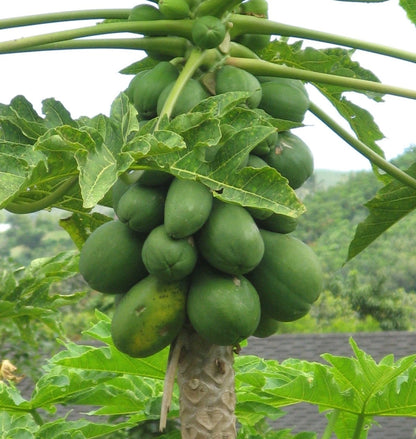 150+ Tropical Sunrise Papaya (Carica papaya) Seeds – Sweet, High-Yield Exotic Fruit