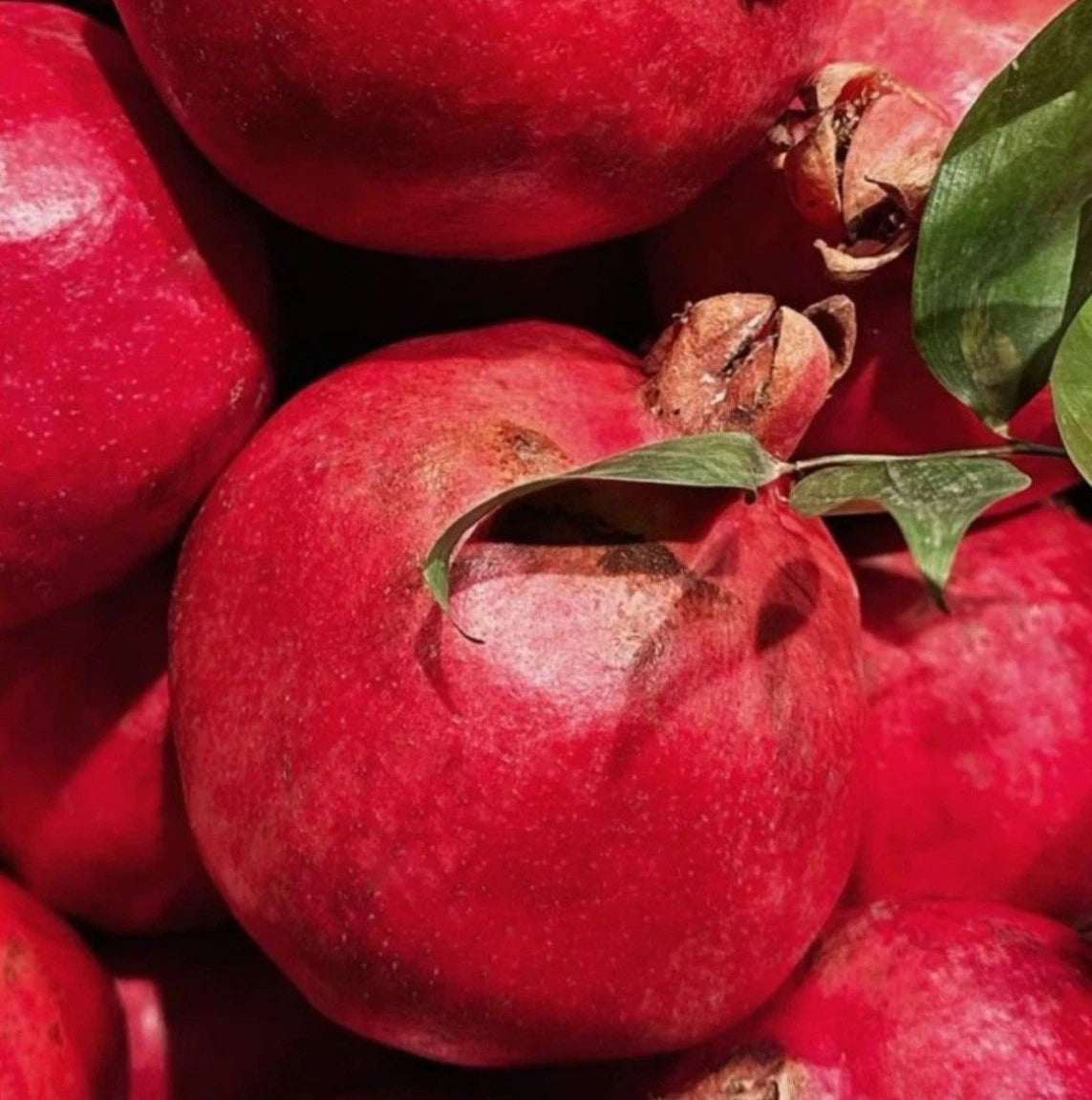 Bulk Hicaz Pomegranate Seeds (Punica granatum 'Hicaz') – 100+ Premium Fresh Rare Turkish Sweet-Tart Pomegranate Seeds for Planting