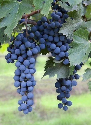 Bangalore Blue Grape Seeds (Vitis labrusca x Vitis vinifera) – 100 Pcs Premium Deep Purple-Blue Table & Juice Grape Seeds