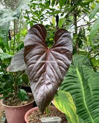 Anthurium Chamberlainii | Rare Anthurium Tropical Plant | Collector Aroid