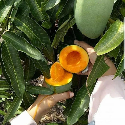 Premium Grafted Sweet Mango Fruit Tree - Fast Fruiting Tropical Mango Plant