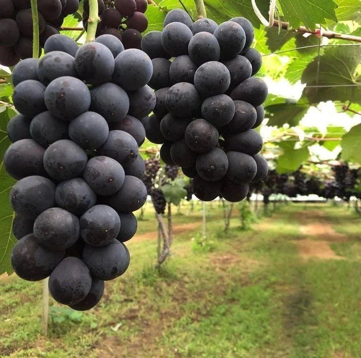 Kyoho Grape Seeds (Vitis vinifera) – 100 Premium Giant Black Table Grape Seeds