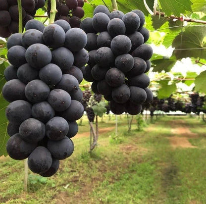 Kyoho Grape Seeds (Vitis vinifera) – 100 Premium Giant Black Table Grape Seeds