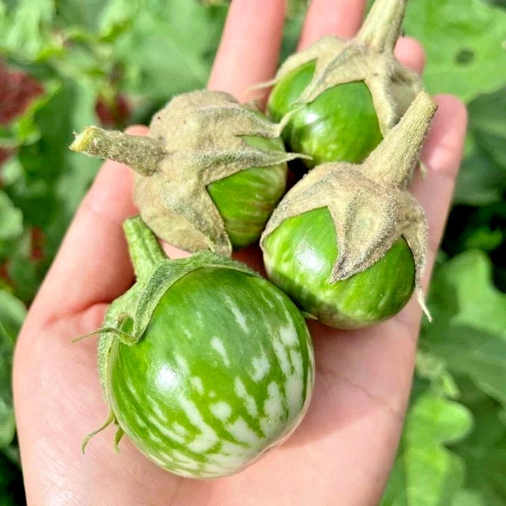 Green Thai Eggplant Seeds (Solanum melongena 'Thai Green') – 5,000++ Bulk Premium Fresh High-Yield Sweet Round Eggplant Seeds
