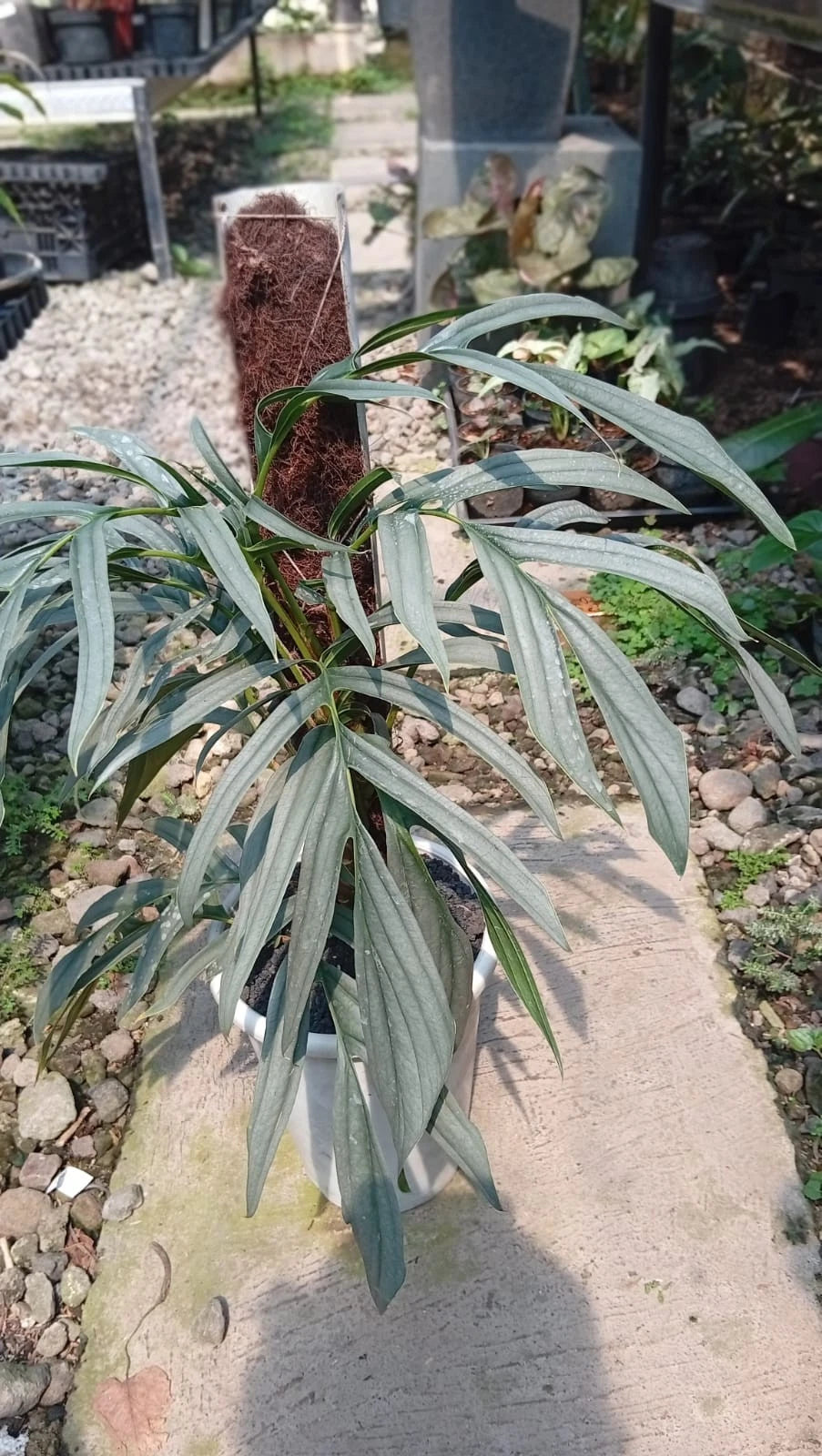 Real Picture Rhaphidophora Tenuis Silver Borneo (Big Size) - Rare Tropical Shingling Plant