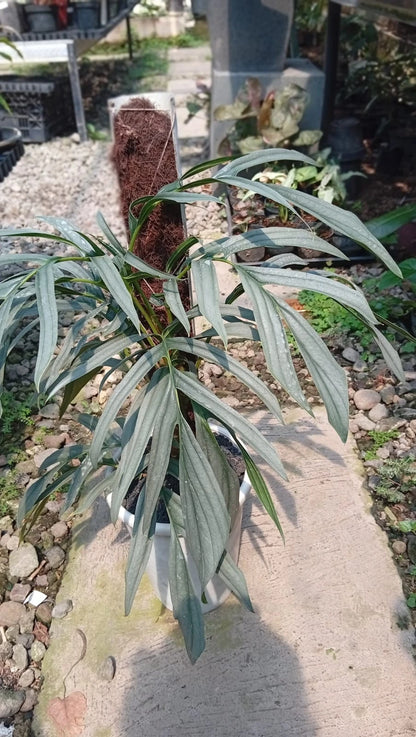Real Picture Rhaphidophora Tenuis Silver Borneo (Big Size) - Rare Tropical Shingling Plant