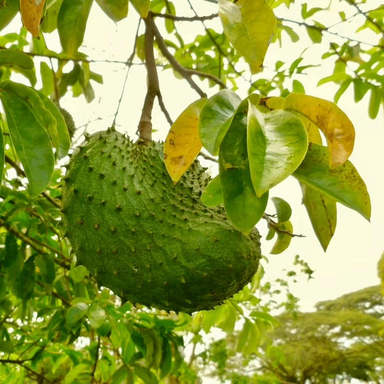 Guanabana Blanca Soursop Seeds (Annona muricata 'Blanca') – 100+ Premium Fresh Rare Sweet White Soursop Seeds