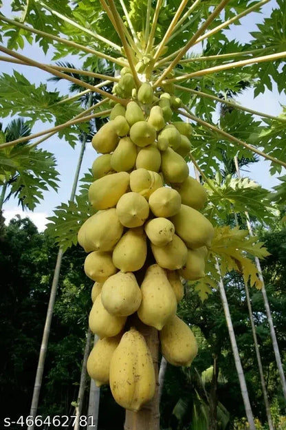 Golden Papaya Seeds (Carica papaya) – Premium Certified High-Yield Sweet Golden Papaya Fruit Tree Plant Seeds for Planting (100 Pcs)