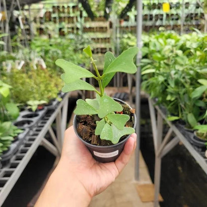 Hoya manipurensis – Rare Tropical Wax Plant