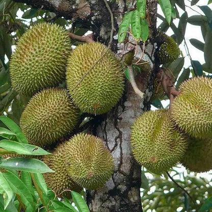 Grafted 'Musang King' Durian Seedling – Premium Tropical Fruit Tree