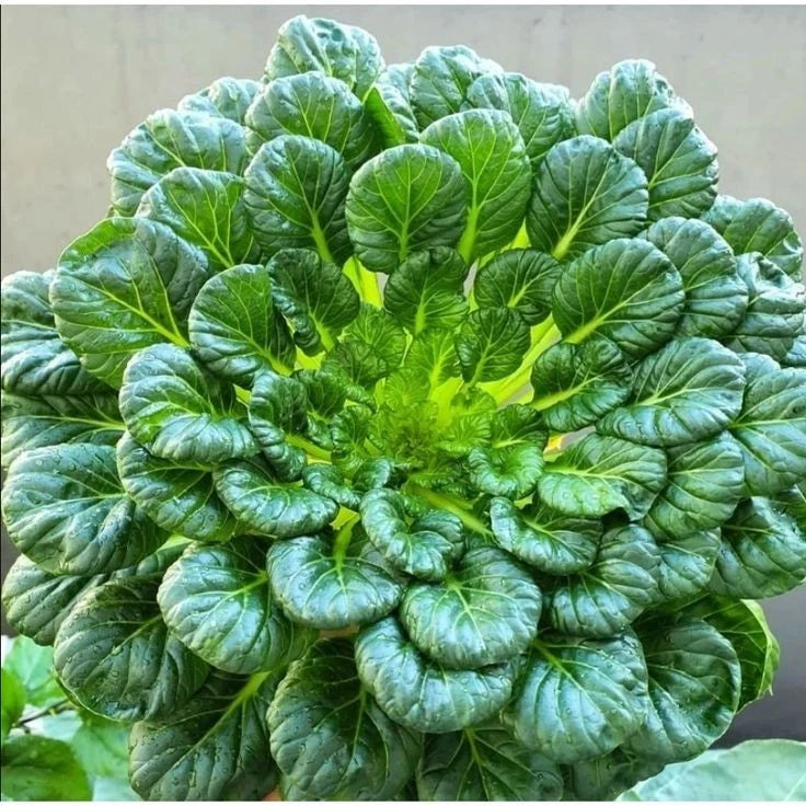 Premium 'Pagoda' Tatsoi Seeds (Brassica rapa var. narinosa) – Elite Architectural Asian Greens Heirloom Seeds (2,000+ Count Bulk Parcel)