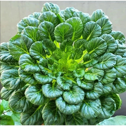 Premium 'Pagoda' Tatsoi Seeds (Brassica rapa var. narinosa) – Elite Architectural Asian Greens Heirloom Seeds (2,000+ Count Bulk Parcel)