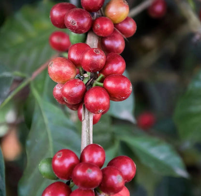 La Esperanza Farm Coffee Seeds (120+ Bulk Seeds, Coffea arabica var. La Esperanza Farm) – Premium Nicaraguan Specialty Coffee Plant Seeds for Planting