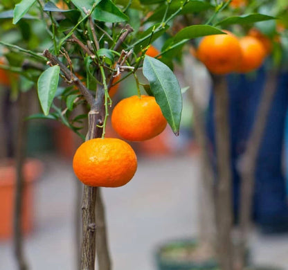 Fallglo Orange Seeds (Citrus reticulata hybrid / 100+ Sweet Citrus Fruit Tree Seeds) – Premium Exotic Botanical Specimen Plant Seeds for Planting