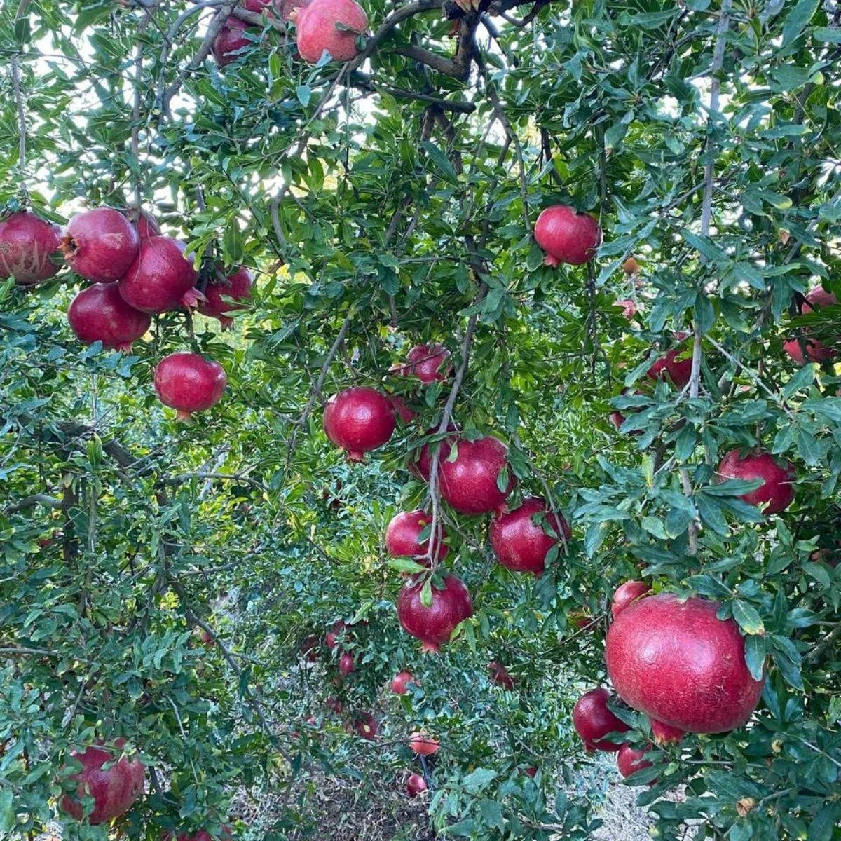 Bulk Hicaz Pomegranate Seeds (Punica granatum 'Hicaz') – 100+ Premium Fresh Rare Turkish Sweet-Tart Pomegranate Seeds for Planting