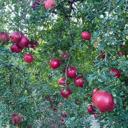 Bulk Hicaz Pomegranate Seeds (Punica granatum 'Hicaz') – 100+ Premium Fresh Rare Turkish Sweet-Tart Pomegranate Seeds for Planting