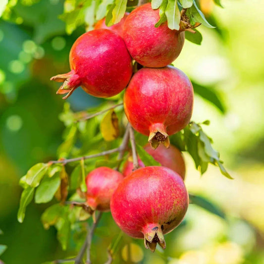 Wonderful Pomegranate 2000+ Seeds (Punica granatum) – Premium Bulk Fruit Seeds for Planting, Orchards, and Homestead Cultivation