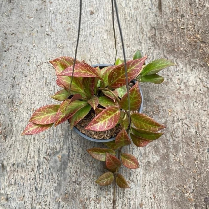 Hoya Thai Sunrise Red – Rare Tropical Sun-Stressing Wax Plant Live Cutting & Exotic Epiphytic Vine