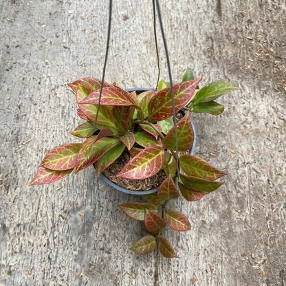 Hoya Thai Sunrise Red – Rare Tropical Sun-Stressing Wax Plant Live Cutting & Exotic Epiphytic Vine