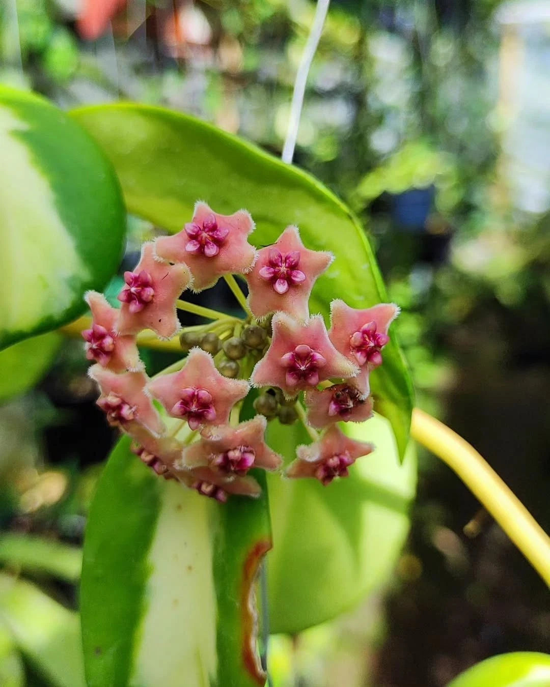 Rare Hoya Diversifolia Maharani Live Plant - Tropical Wax Plant Indoor & Outdoor