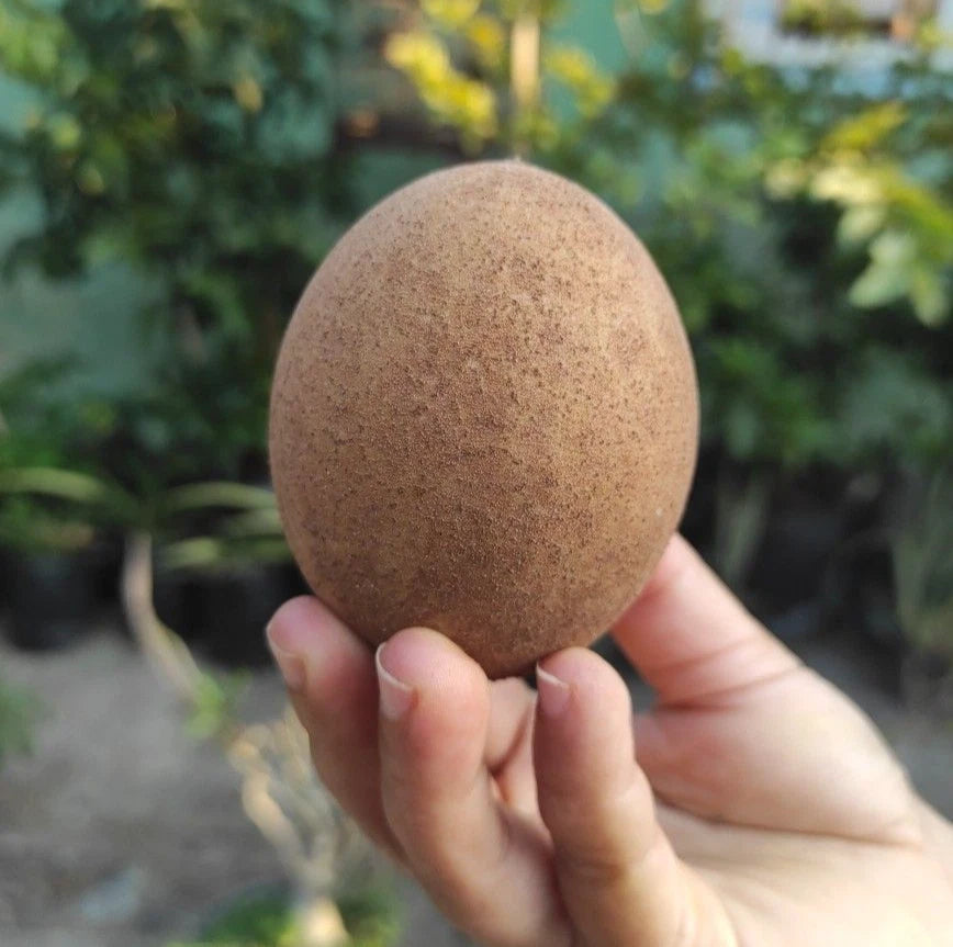 Ponderosa Sapodilla (Manilkara zapota) – 35+ Premium Seeds (Chikoo)