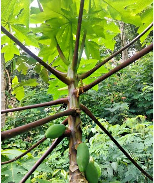 Wulung Purple Stem Papaya Seeds (Carica papaya 'Wulung') – 1000+ Bulk Premium Rare Ornamental Purple-Veined Sweet Papaya Seeds
