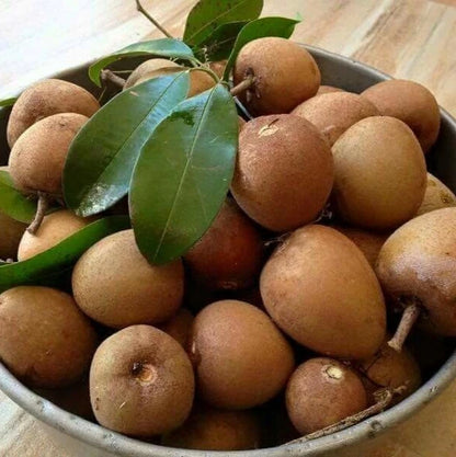 Chiku Jantung Sapodilla Seeds (Manilkara zapota) – 35+ Premium Chikoo Seeds