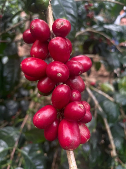 Premium SL28 Coffee Seeds (Coffea arabica var. SL28) – Elite Kenyan Heirloom Specialty Coffee Bean Seeds for Planting (30+ Pcs)