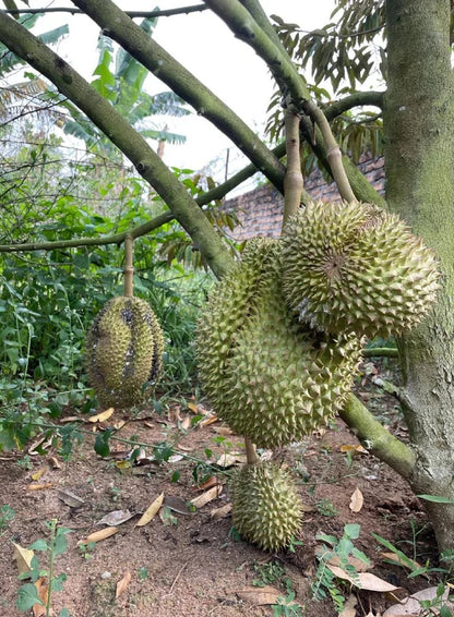 Cane Durian (Durian Tebu) - Premium Grafted Fast-Fruiting Tropical Tree