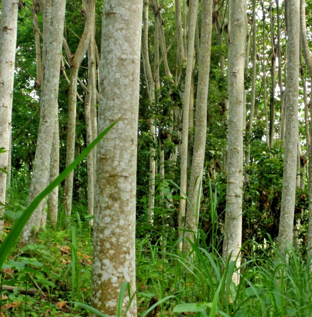 Balsa Tree Seeds (Ochroma pyramidale / 100+ Fast-Growing Lightweight Hardwood Timber Seeds) – Premium Exotic Botanical Specimen Plant Seeds for Planting