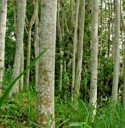 Balsa Tree Seeds (Ochroma pyramidale / 100+ Fast-Growing Lightweight Hardwood Timber Seeds) – Premium Exotic Botanical Specimen Plant Seeds for Planting