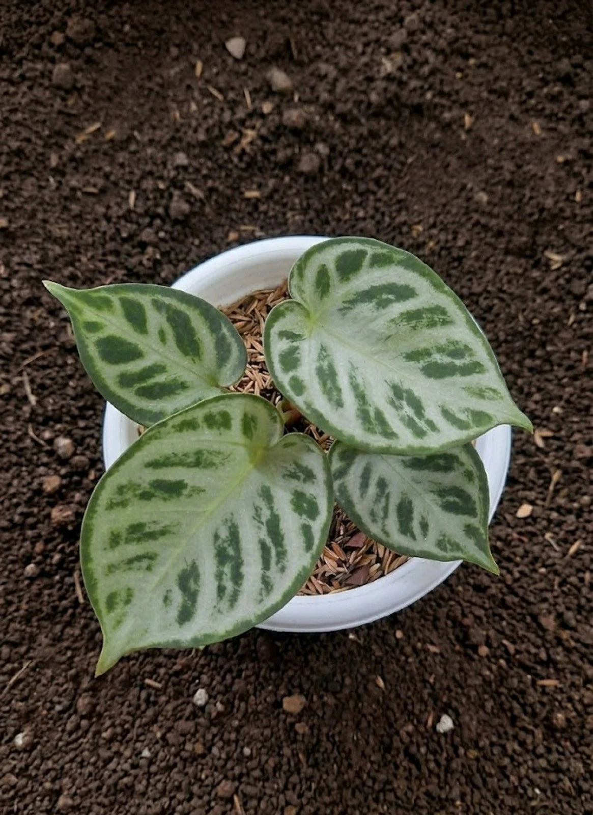Anthurium 'Silver Chrome' (Hybrid) – Rare Velvet-Leaf Aroid