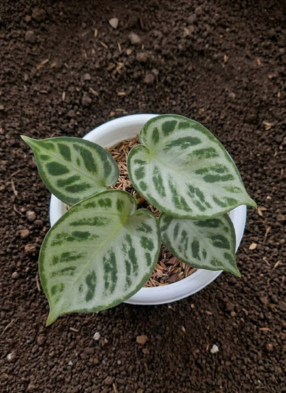 Anthurium 'Silver Chrome' (Hybrid) – Rare Velvet-Leaf Aroid