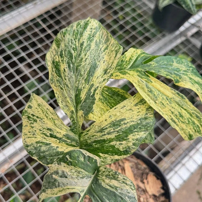 Amydrium zippelianum 'Variegated' - Rare Climbing Aroid
