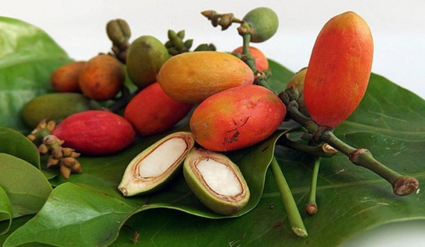 Mlinjo Grafted - Fast-Fruiting Gnetum Gnemon Tropical Tree (Pot-Friendly)