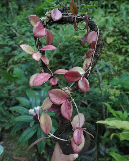 Hoya Annulata Red Leaves Rare Tropical Indoor Outdoor Large Wax Plant Seeds / Cuttings (Hoya annulata) – Premium Certified Red-Leaf Waxflower Plant for Planting