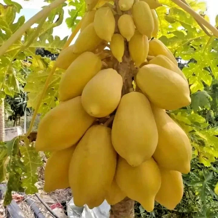 Golden Papaya Seeds (Carica papaya 'Golden') – 1000+ Bulk Premium High-Yield Sweet Honey-Gold Papaya Seeds
