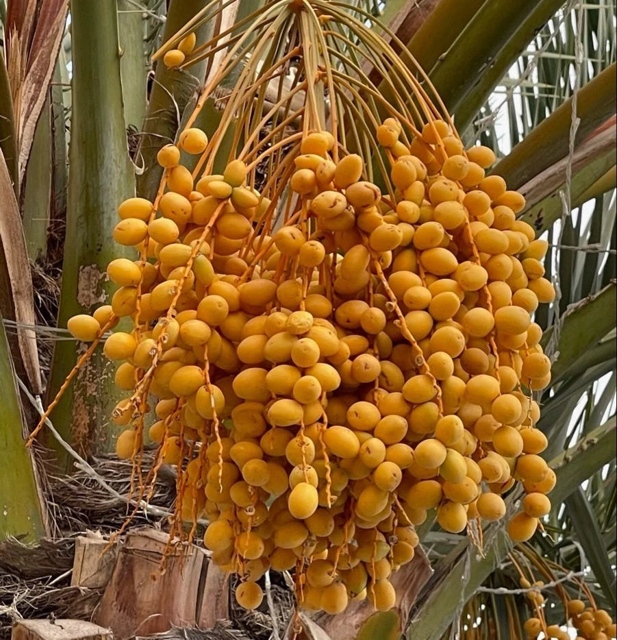 Nabtat Ali Date Palm Seeds (Phoenix dactylifera) – 35+ Premium Rare Sweet Saudi Arabian Nabtat Ali Date Seeds