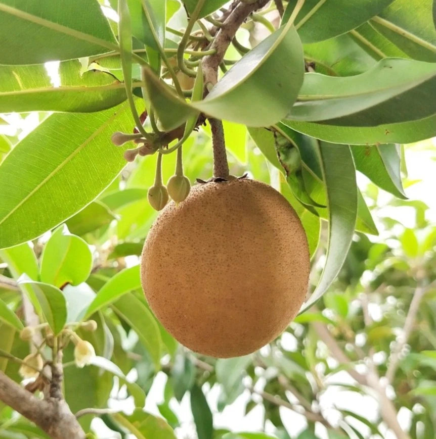Premium Khun See Sapodilla Seeds (Manilkara zapota) – 35 Pcs Fresh Rare Exotic Sweet Chico Zapote Seeds for Planting