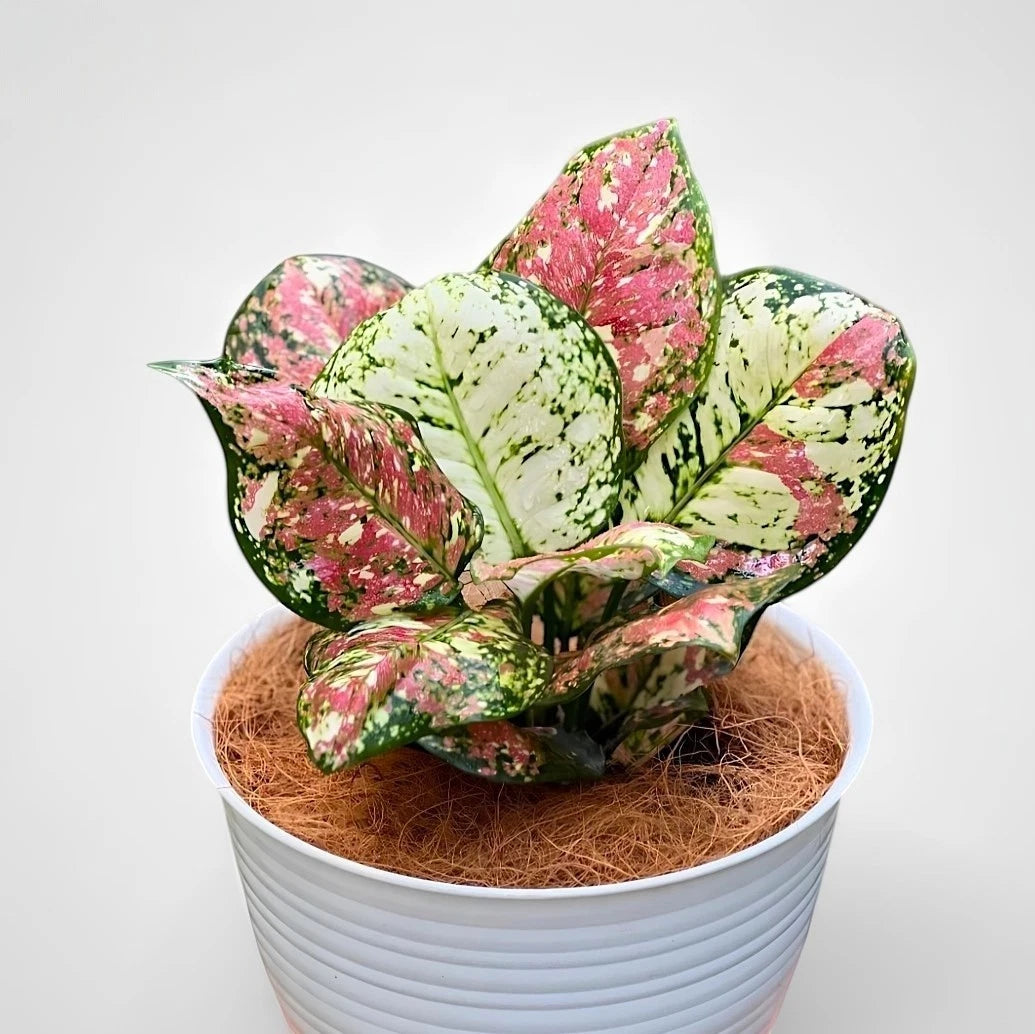 Aglaonema 'Tricolor' - Rare & Artistic Tropical Foliage