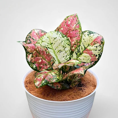 Aglaonema 'Tricolor' - Rare & Artistic Tropical Foliage
