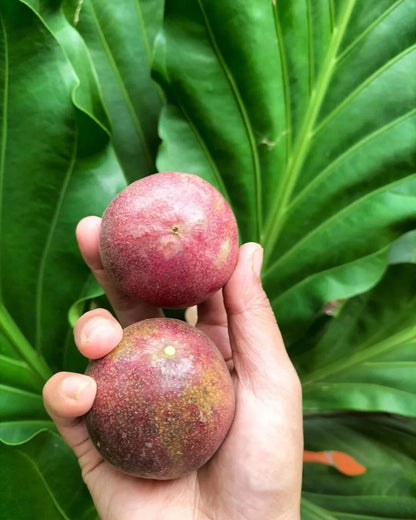 150+ Purple Passion Fruit Seeds (Passiflora edulis) – Elite Aromatic Vine Botanical Specimen (Collectors Quality)