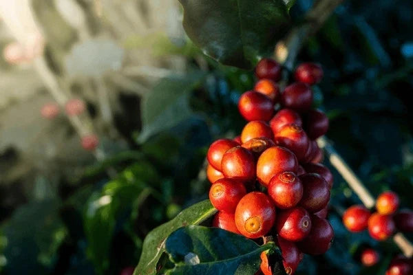 Kalimas Coffee Seeds (Coffea arabica var. Kalimas Selection) – Premium Specialty Estate Coffee Plant Seeds for Planting