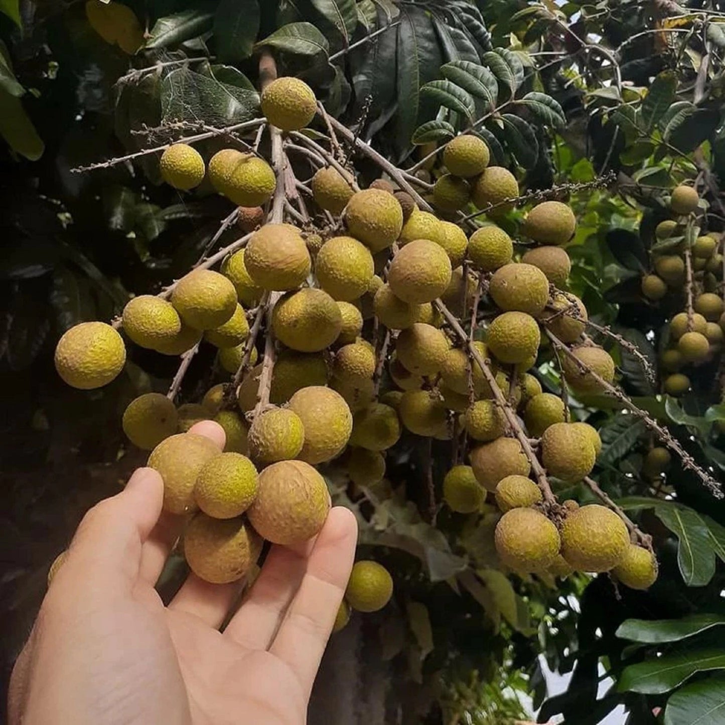 Crystalline Longan (Kelengkeng Kristal) - Premium Grafted Tropical Fruit Tree