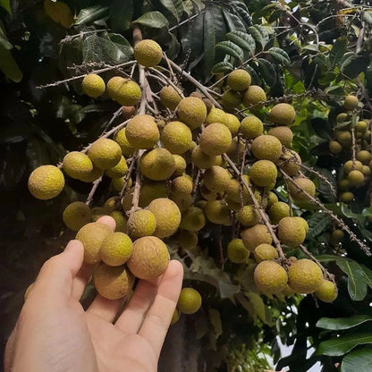 Crystalline Longan (Kelengkeng Kristal) - Premium Grafted Tropical Fruit Tree