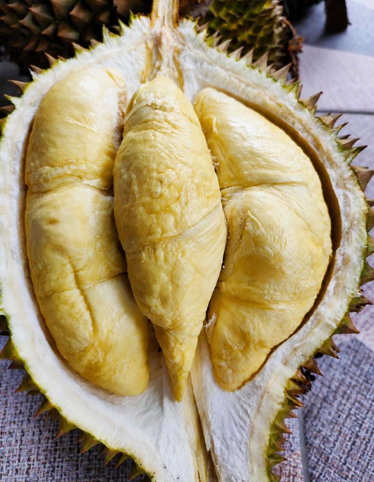 Durian Namlung (Cumasi) - Premium Grafted Tropical Fruit Tree