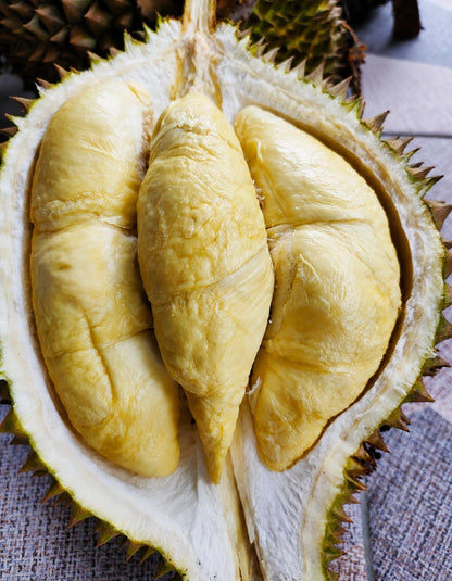 Durian Namlung (Cumasi) - Premium Grafted Tropical Fruit Tree