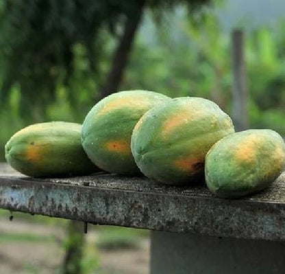 Red Delima Papaya Seeds (Carica papaya 'Red Delima') – 150 Premium Fresh Ultra-Sweet Vibrant Crimson Red Pawpaw Seeds