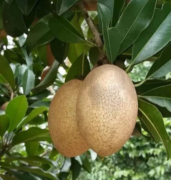 Premium Sapodilla Seeds var. CO-1 (Manilkara zapota) – Chico Zapote Exotic Fruit Seeds for Planting (35 Pcs)